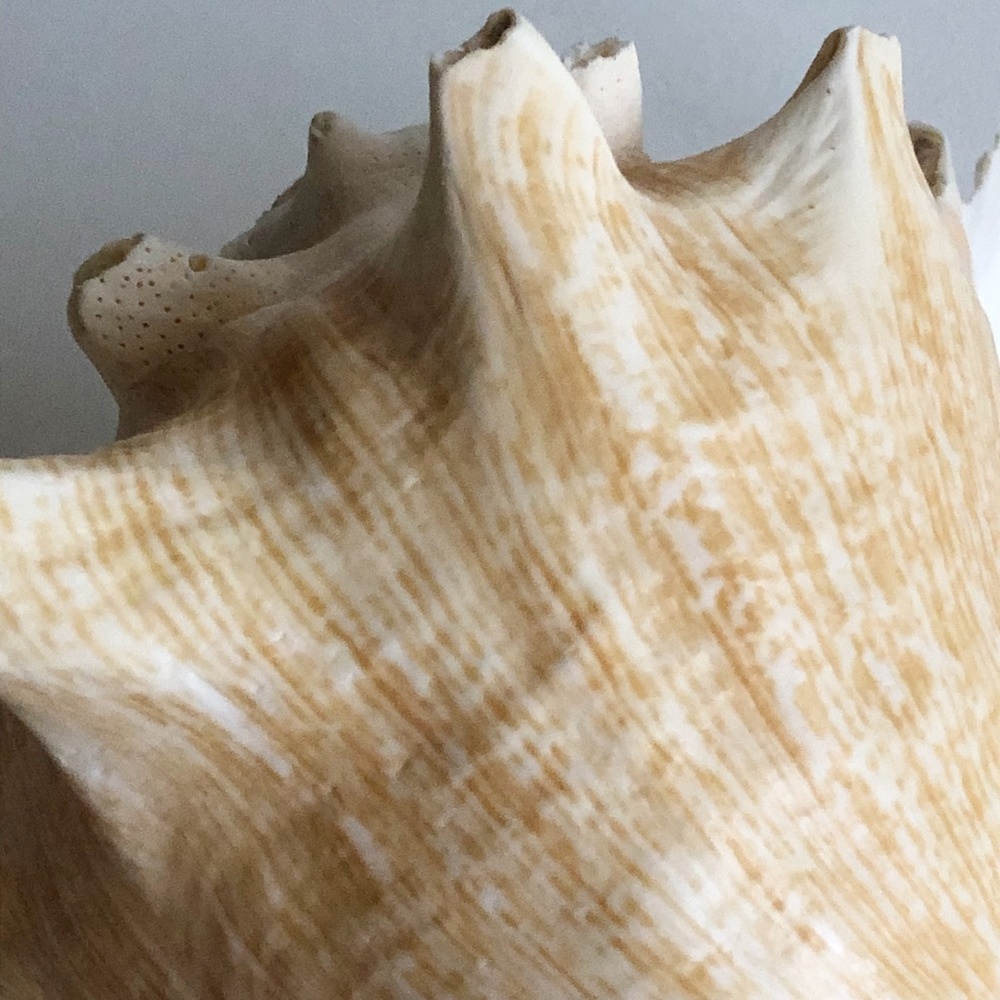 LARGE Horned Conch Shell Nautical Beach Decor - Picture 7 of 12